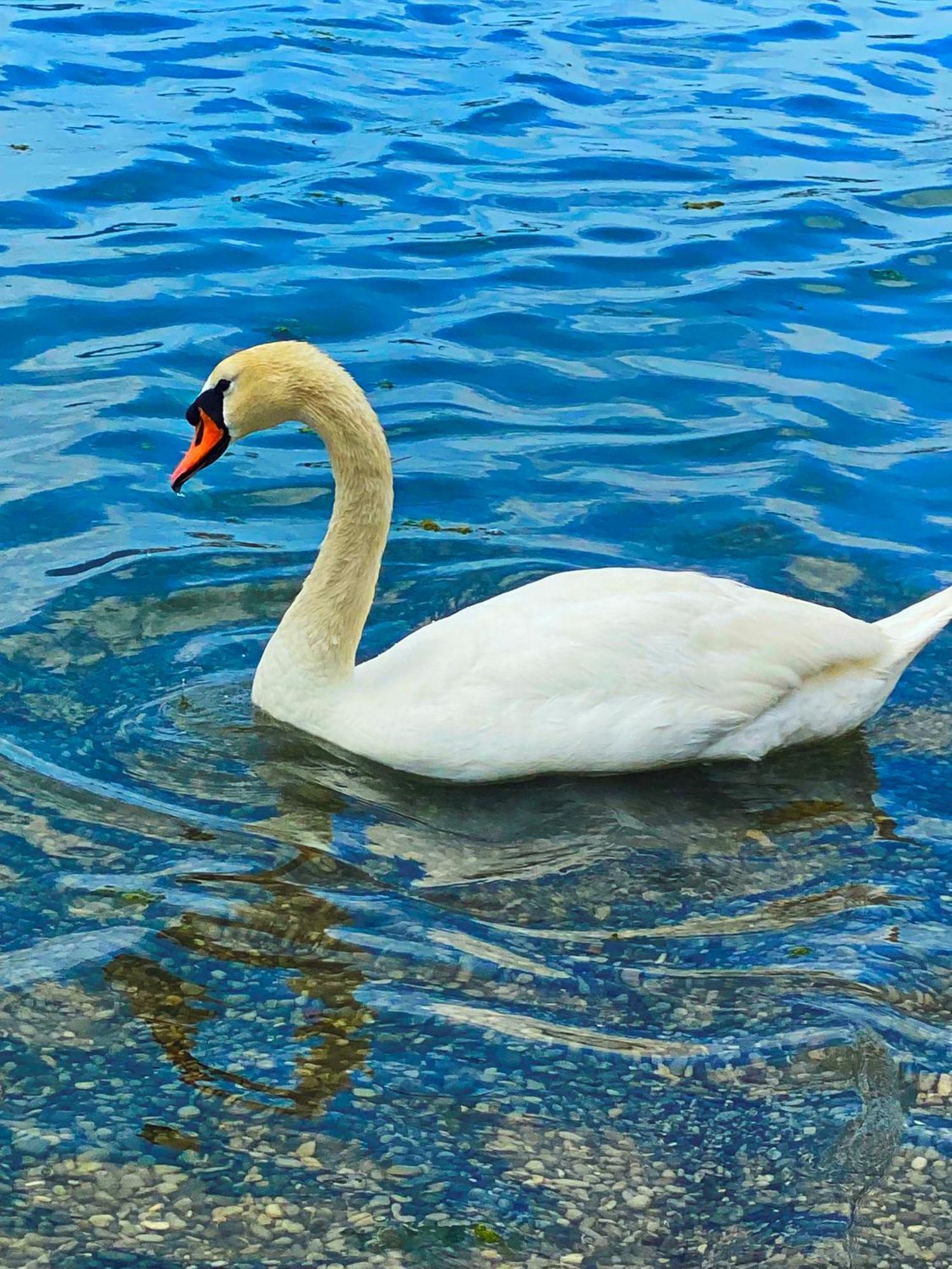 Apartment Sova Tivat Dış mekan fotoğraf